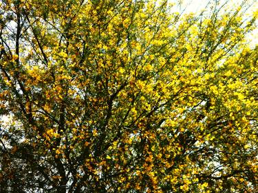 Print of Impressionism Tree Photography by Dietmar Scherf