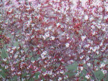 Original Fine Art Tree Photography by Dietmar Scherf