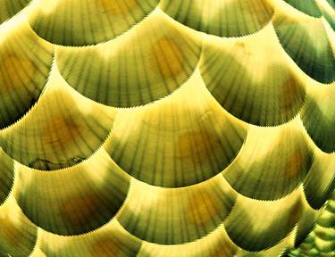 Original Surrealism Abstract Photography by Dietmar Scherf