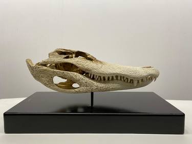 Real Alligator skull for sale only in the United States. thumb