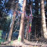I wake up to form roots of tangled dreams by lila herceg