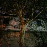 Life in the bush of concrete 1 by Elisabeth Bezemer
