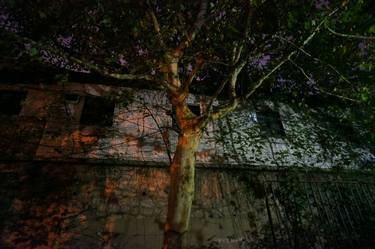 Original Contemporary Tree Photography by Elisabeth Bezemer