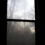 The Trees - Limited Edition of 25 by Elisabeth Bezemer