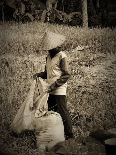 Woman Harvesting Rice (Edition 1 of 3) thumb