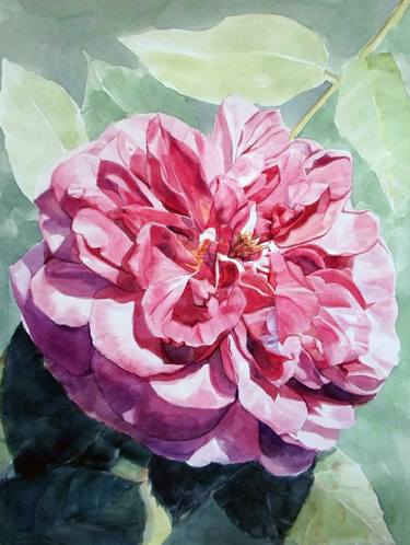 Watercolor of a Blooming Pink Rose in the Sun thumb