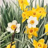 Watercolor of Yellow and White Daffodils in a Bed of Green Leaves by Greta Corens