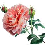Watercolor of an Old English Rose by Greta Corens