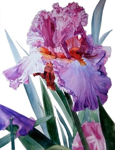 Botanic watercolor of Iris Luciano Pavarotti thumb