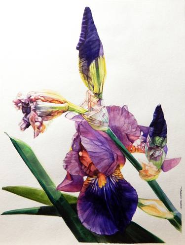 Watercolor of Tall Bearded Purple Iris 'Rhapsody' thumb