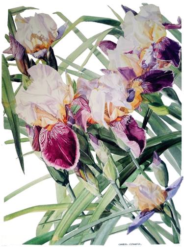 Watercolor of cascading white and red irises thumb