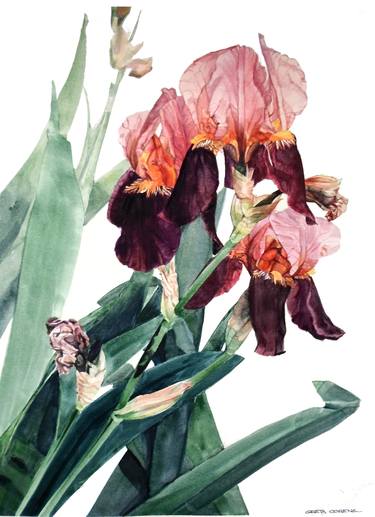 Watercolor of pink and brown irises with long slanted leaves thumb
