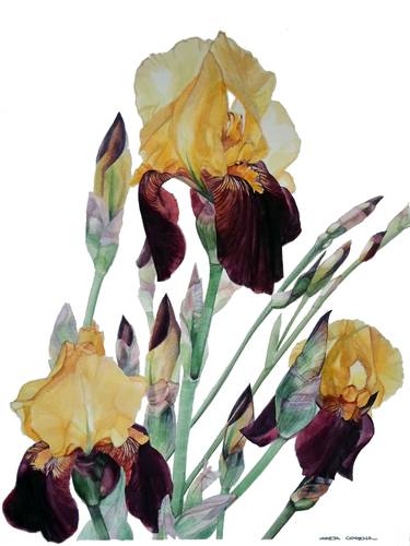 Watercolor of three yellow and brown rises and buds thumb