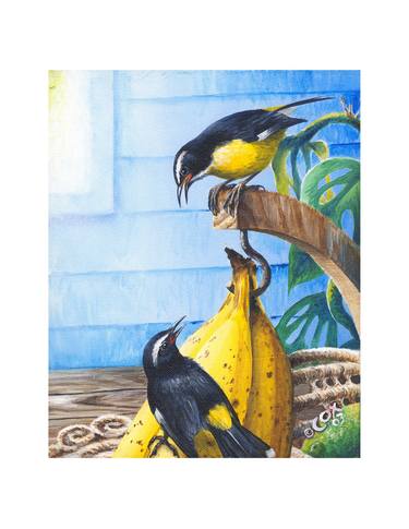 Bananaquits and bananas thumb