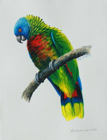 St. Lucia Parrot thumb