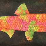 Fluo Anchovy by Gian Luigi Delpin
