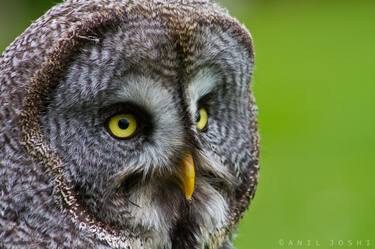 Tawny Owl thumb