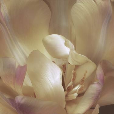Original Realism Botanic Photography by jason mickle