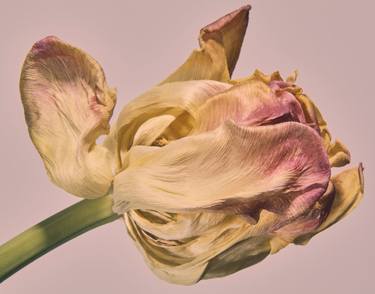 Print of Fine Art Botanic Photography by jason mickle