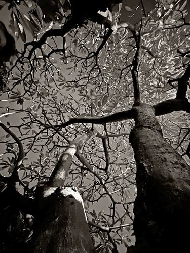 Print of Tree Photography by Sumit Mehndiratta