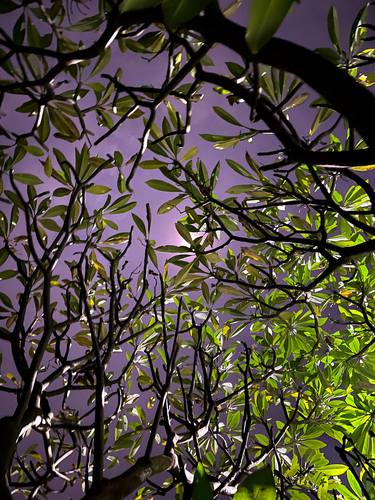 Original Realism Tree Photography by Sumit Mehndiratta