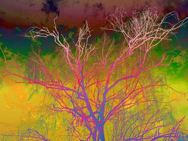 Print of Tree Photography by Sumit Mehndiratta
