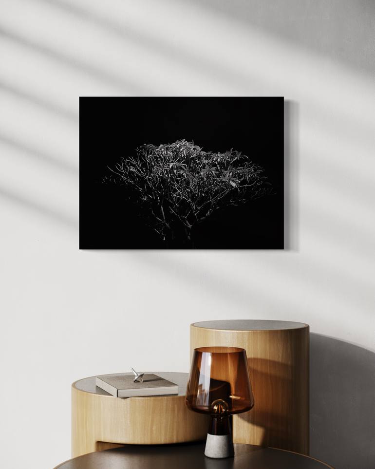 Original Minimalism Botanic Photography by Sumit Mehndiratta
