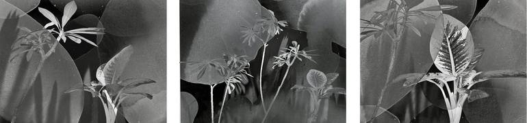 Original Abstract Botanic Photography by Sumit Mehndiratta