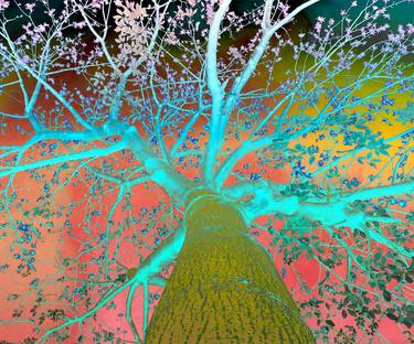 Original Modern Nature Photography by Sumit Mehndiratta