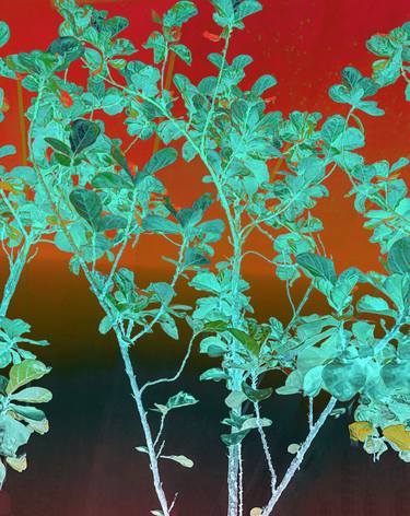 Original Conceptual Nature Photography by Sumit Mehndiratta