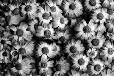 Retro daisies (Limited Edition #2 of 25) thumb