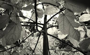 Original Expressionism Tree Photography by Sumit Mehndiratta