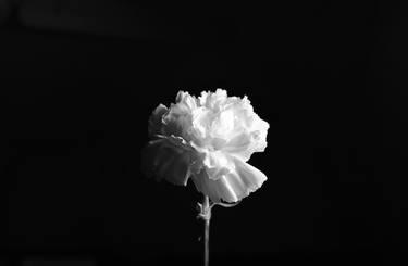 Carnation flower 2 Limited Edition #1 of 25 thumb