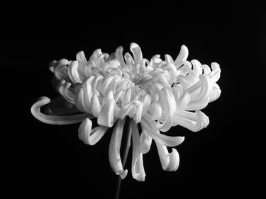 Print of Floral Photography by Sumit Mehndiratta