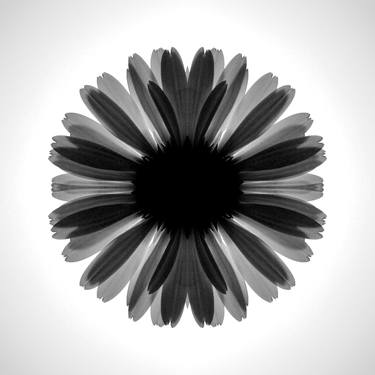 Original Floral Photography by Sumit Mehndiratta