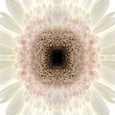 Print of Conceptual Floral Photography by Sumit Mehndiratta