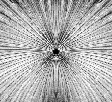 Original Abstract Botanic Photography by Sumit Mehndiratta