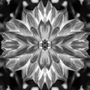 Original Abstract Floral Photography by Sumit Mehndiratta