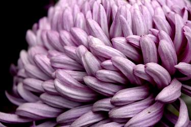 Original Abstract Floral Photography by Sumit Mehndiratta
