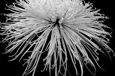 Print of Art Deco Floral Photography by Sumit Mehndiratta