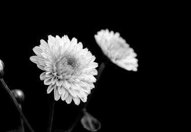 Two Chrysanthemums - Limited Edition 1 of 30 thumb
