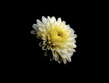 White Chrysanthemum - Limited Edition 1 of 30 thumb