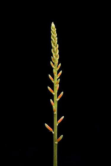 Aloe vera flowers - Limited Edition 1 of 30 thumb