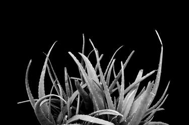 Aloe vera - Limited Edition 1 of 30 thumb