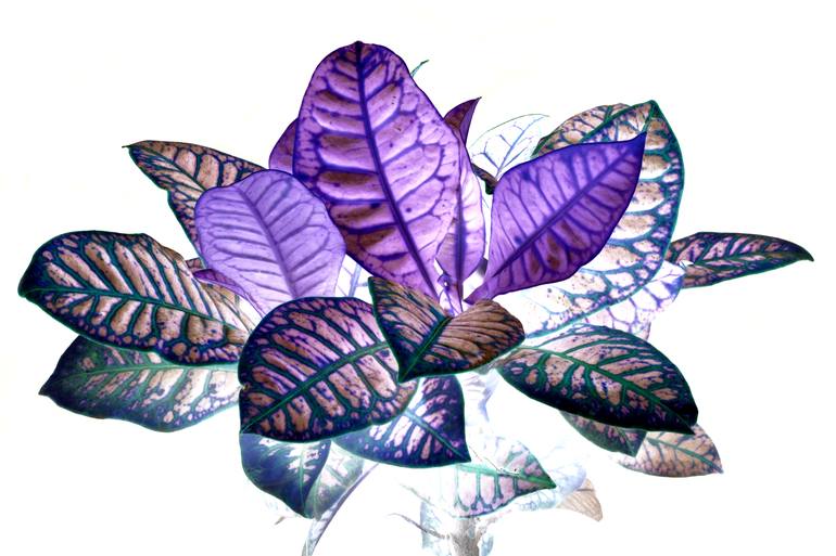 Heavenly plants - Limited Edition of 40 - Print