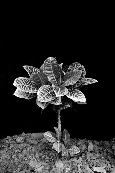 Print of Portraiture Botanic Photography by Sumit Mehndiratta