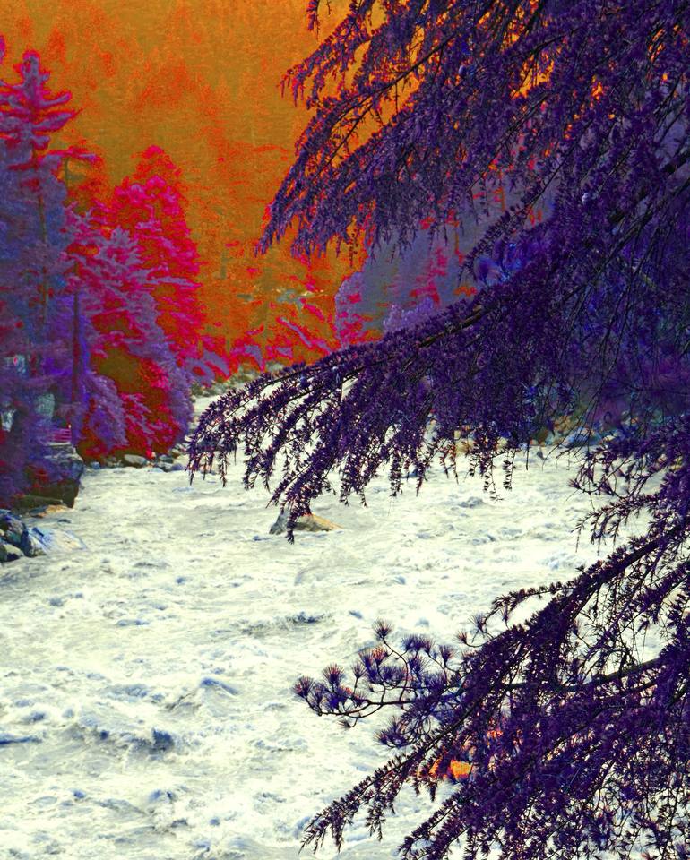 るーむ Fuchsia brush fire Photography by Sumit Mehndiratta | Saatchi Art