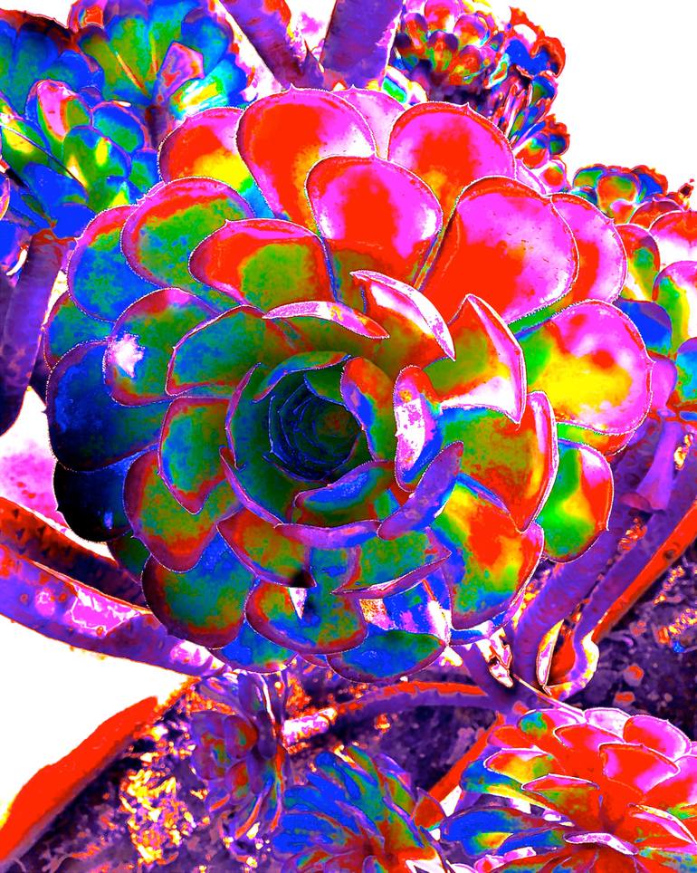 Original Abstract Nature Photography by Linda Derosa