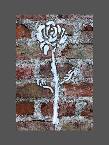 Weiße Rose - (5 + 2 AP) thumb