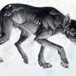 canis lupis by Matt Dickson